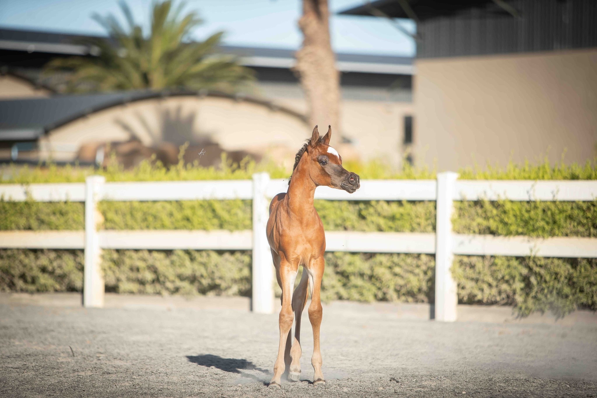 Skyroo Arabians Centre - Western Cape, South Africa